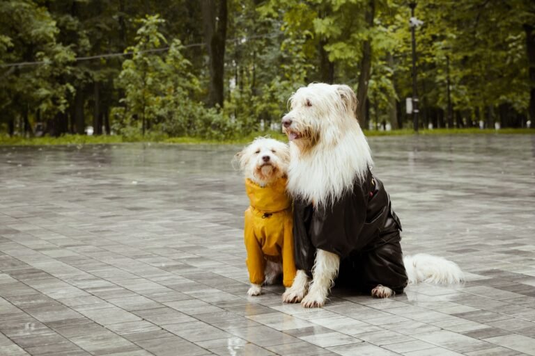Dos perros con impermeable sentados en una plaza mojada por la lluvia